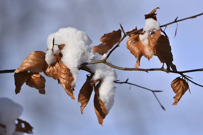 Gerahmter Druck : Buchenblätter im Winter. Gerahmter Druck : Buchenblätter im Winter.