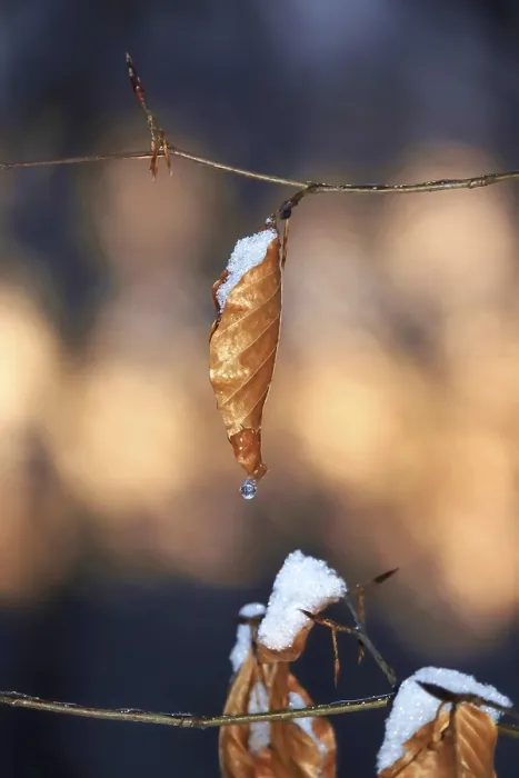Gerahmter Druck : Buchenblätter im Winter, Deutschland. Gerahmter Druck : Buchenblätter im Winter, Deutschland.
