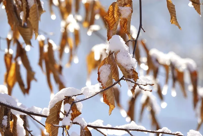 Gerahmter Druck : Buchenblätter im Winter, Deutschland. Gerahmter Druck : Buchenblätter im Winter, Deutschland.
