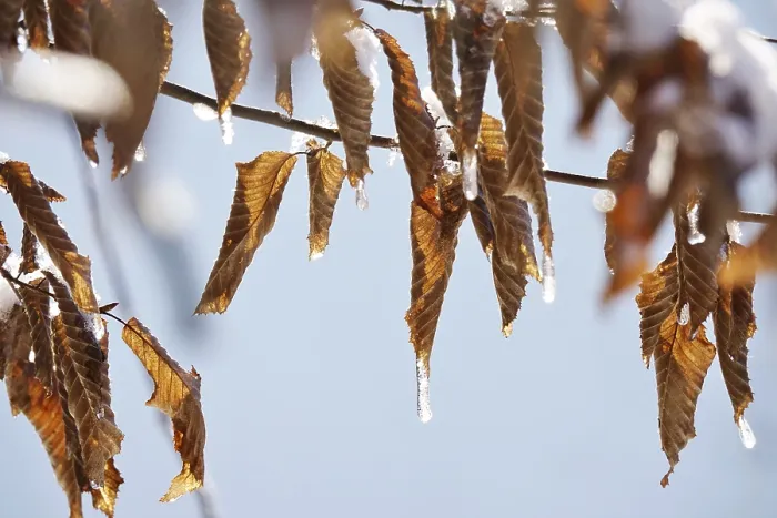 Gerahmter Druck : Buchenblätter im Winter, Deutschland. Gerahmter Druck : Buchenblätter im Winter, Deutschland.