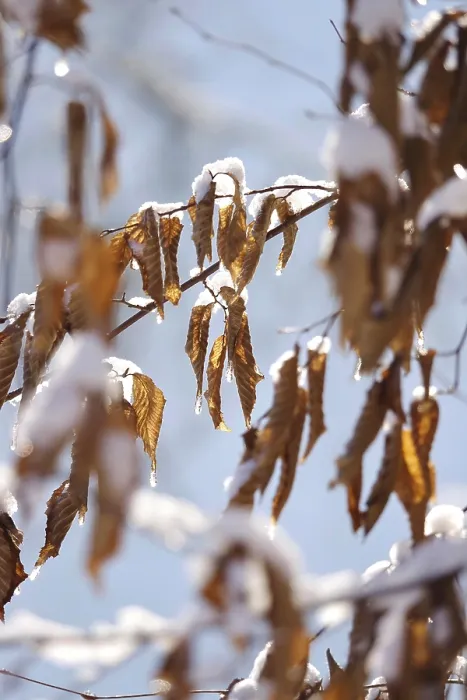 Gerahmter Druck : Buchenblätter im Winter, Deutschland. Gerahmter Druck : Buchenblätter im Winter, Deutschland.