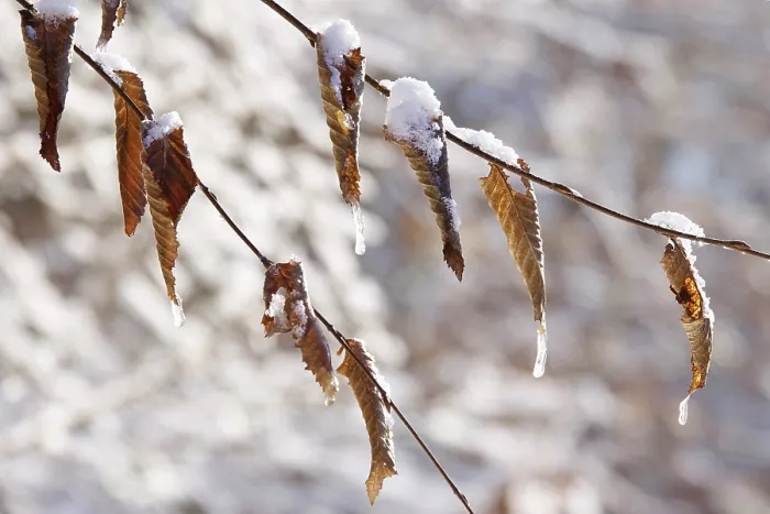 Gerahmter Druck : Buchenblätter im Winter, Deutschland. Gerahmter Druck : Buchenblätter im Winter, Deutschland.