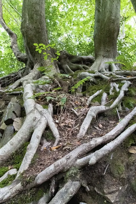Gerahmter Druck : Buchenwurzeln reichen in den Boden. Gerahmter Druck : Buchenwurzeln reichen in den Boden.