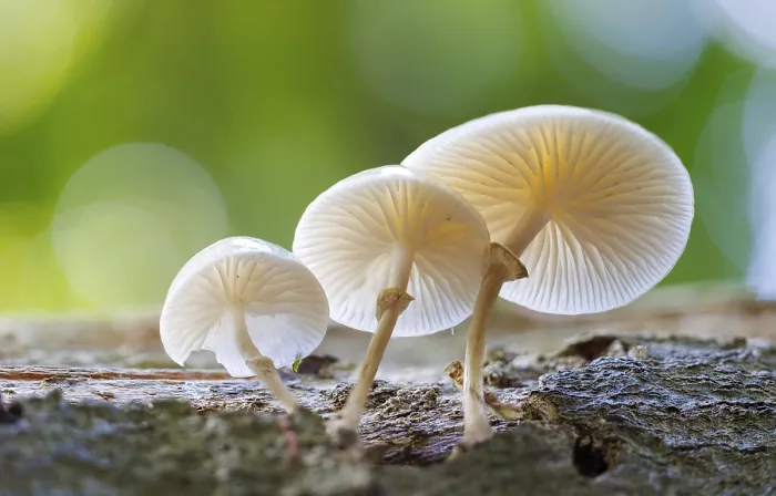 Gerahmter Druck : Buchen-Schleim (Mucidula mucida), Deutschland. Gerahmter Druck : Buchen-Schleim (Mucidula mucida), Deutschland.