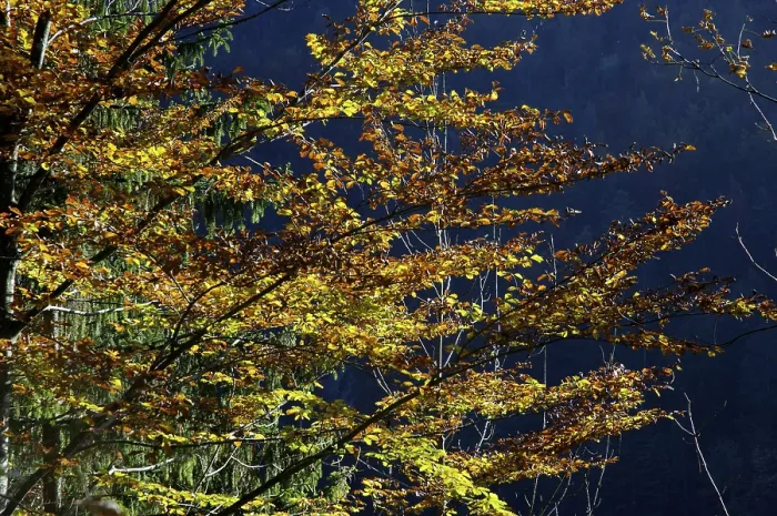 Gerahmter Druck : Buche im Herbst Detail Gerahmter Druck : Buche im Herbst Detail