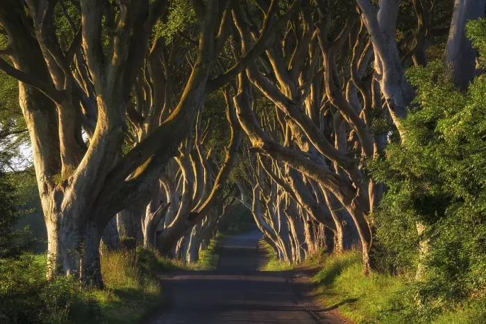 Gerahmter Druck : Buchenallee, The Dark Hedges Gerahmter Druck : Buchenallee, The Dark Hedges