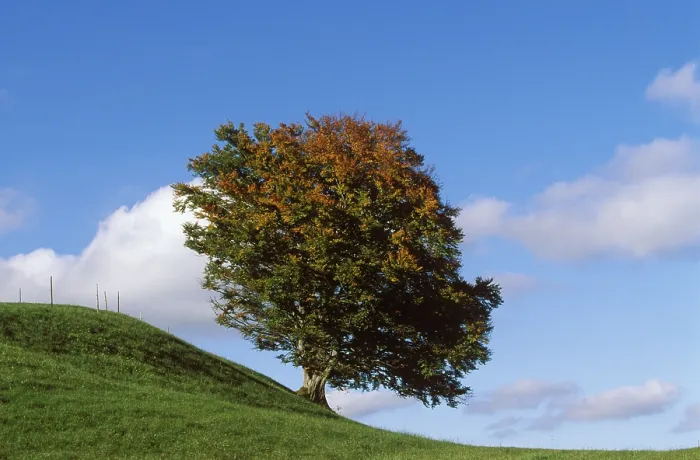 Gerahmter Druck : Buchenbaum (Fagus sylvatica) im Herbst. Gerahmter Druck : Buchenbaum (Fagus sylvatica) im Herbst.