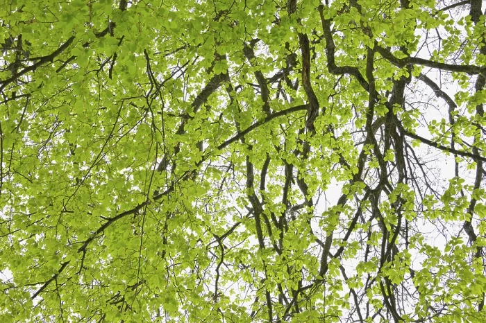 Gerahmter Druck : Buchenblätter im Frühling