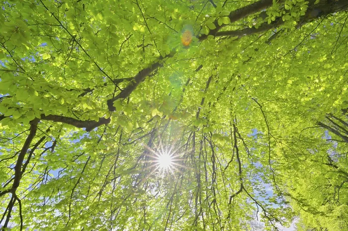 Gerahmter Druck : Buchenblätter im Sonnenlicht. Gerahmter Druck : Buchenblätter im Sonnenlicht.