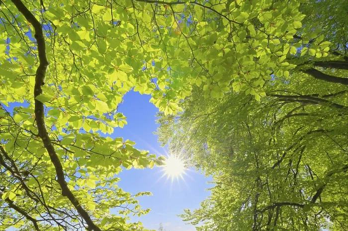 Gerahmter Druck : Buchenblätter im Sonnenschein. Gerahmter Druck : Buchenblätter im Sonnenschein.