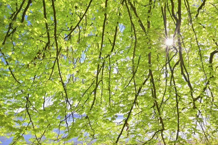 Gerahmter Druck : Buchenblätter mit Sonne. Gerahmter Druck : Buchenblätter mit Sonne.