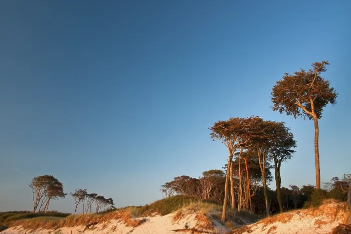 Gerahmter Druck : Buchen auf Dünen, Wesstrand Strand. Gerahmter Druck : Buchen auf Dünen, Wesstrand Strand.