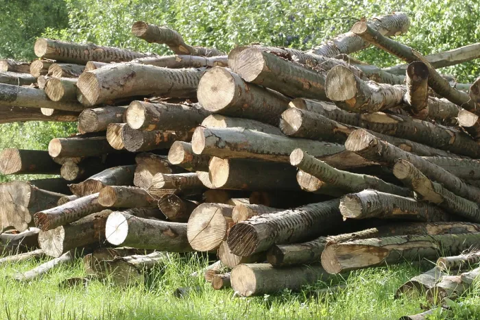 Gerahmter Druck : Buchenstämme, Feuerholz. Gerahmter Druck : Buchenstämme, Feuerholz.