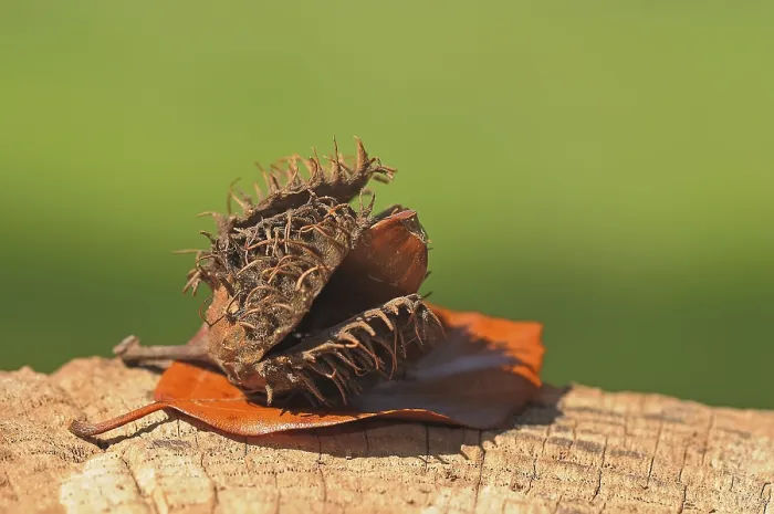 Gerahmter Druck : Beechnuss mit Eichblatt, Herbst. Gerahmter Druck : Beechnuss mit Eichblatt, Herbst.