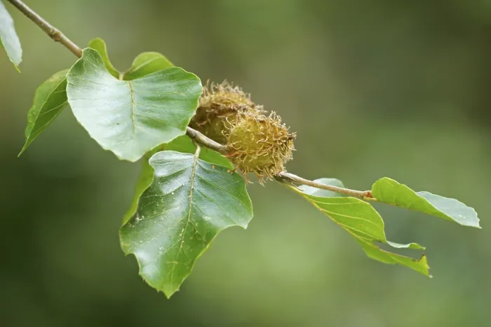 Gerahmter Druck : Beechnüsse auf einer Kupfer-Buche (Fagus sylvatica). Gerahmter Druck : Beechnüsse auf einer Kupfer-Buche (Fagus sylvatica).