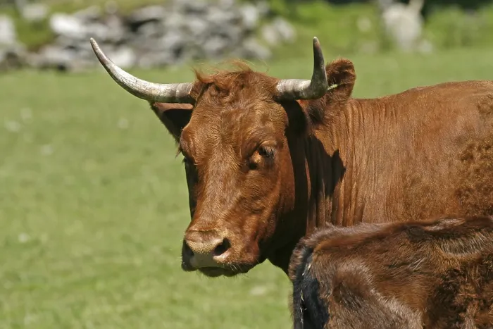 Gerahmter Druck : Rindfleisch, Cornwall, UK Gerahmter Druck : Rindfleisch, Cornwall, UK