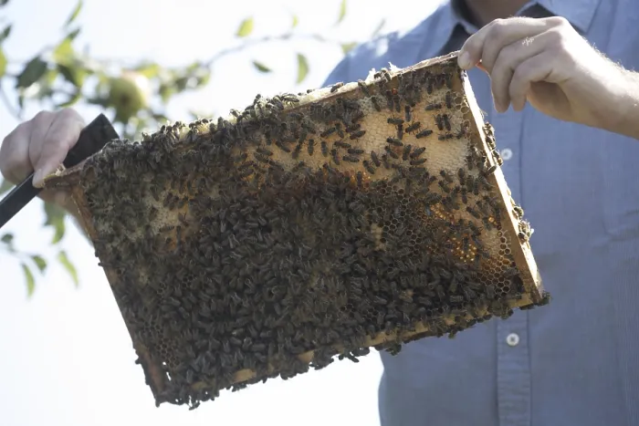 Gerahmter Druck : Imker bei der Arbeit am Bienenstock. Gerahmter Druck : Imker bei der Arbeit am Bienenstock.