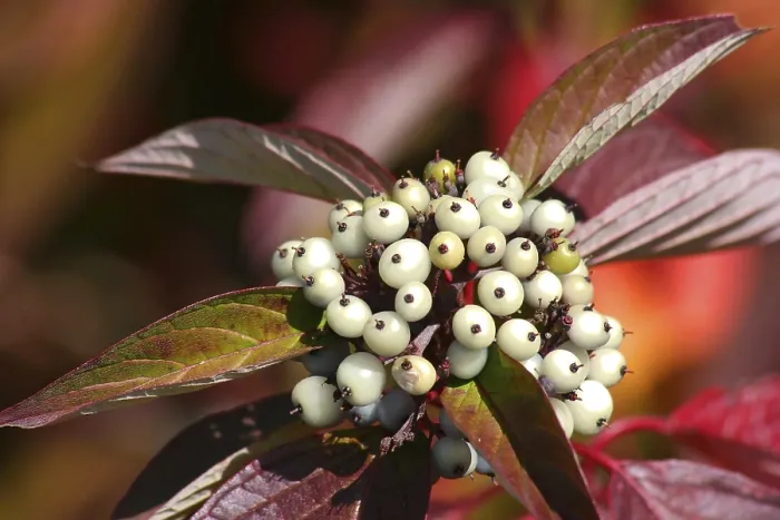 Gerahmter Druck : Beeren Gerahmter Druck : Beeren