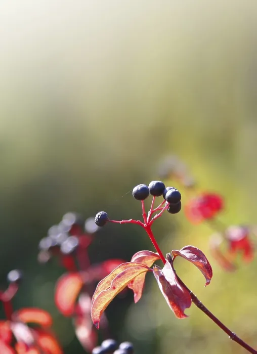 Gerahmter Druck : Beeren Gerahmter Druck : Beeren