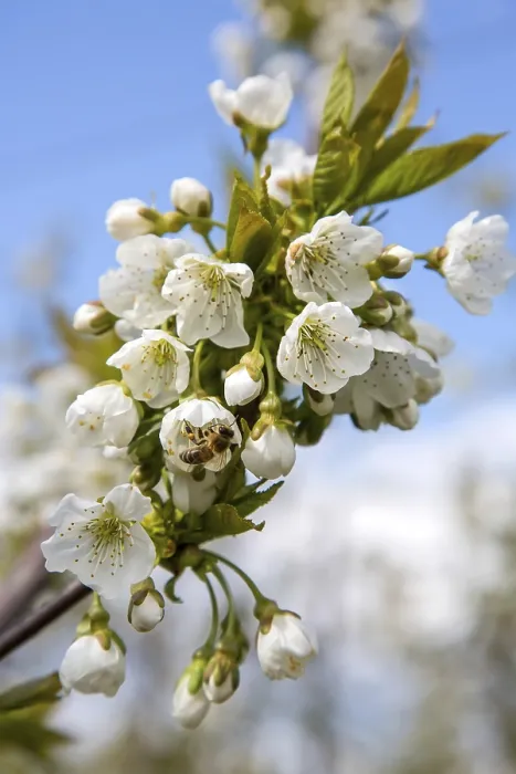 Gerahmter Druck : Bienen bestäuben Kirschblüten. Gerahmter Druck : Bienen bestäuben Kirschblüten.