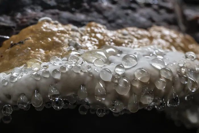 Gerahmter Druck : Bienenwachs-Bracket (Ganoderma pfeifferi) mit Guttationstropfen. Gerahmter Druck : Bienenwachs-Bracket (Ganoderma pfeifferi) mit Guttationstropfen.