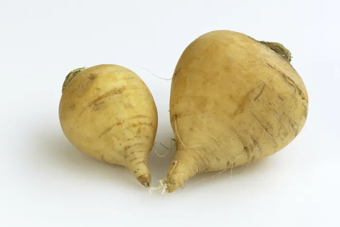 Gerahmter Druck : Beet / (Brassica rapa) Gerahmter Druck : Beet / (Brassica rapa)