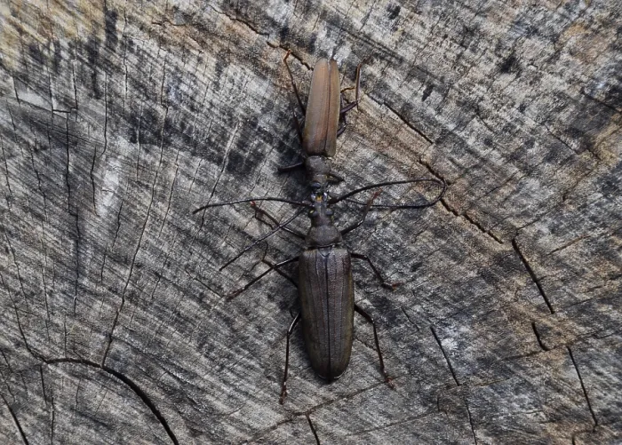 Gerahmter Druck : Käferborkenkäfer. Imaginalanlage eines Insekts. Gerahmter Druck : Käferborkenkäfer. Imaginalanlage eines Insekts.