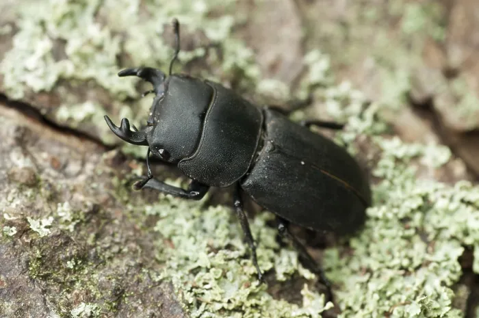 Gerahmter Druck : Käfer Käfer, Dorcus parallelipipedus. Gerahmter Druck : Käfer Käfer, Dorcus parallelipipedus.