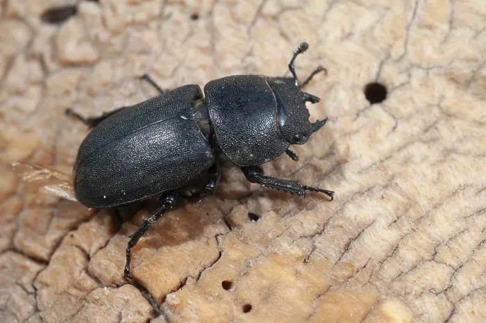 Gerahmter Druck : Käfer Käfer, Dorcus parallelopipedus. Gerahmter Druck : Käfer Käfer, Dorcus parallelopipedus.