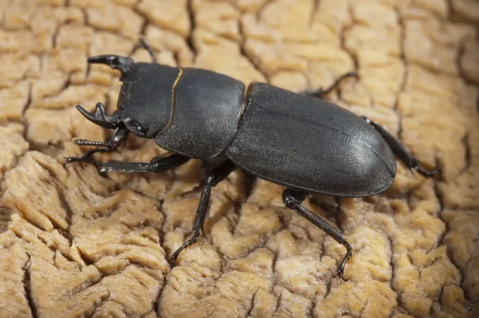 Gerahmter Druck : Käfer käfer, dorcus parallelipipedus. Gerahmter Druck : Käfer käfer, dorcus parallelipipedus.