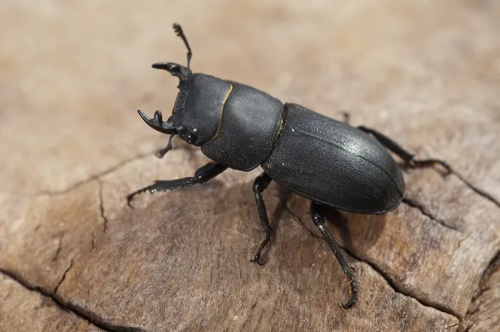 Gerahmter Druck : Käfer Käfer, Dorcus parallelipipedus. Gerahmter Druck : Käfer Käfer, Dorcus parallelipipedus.