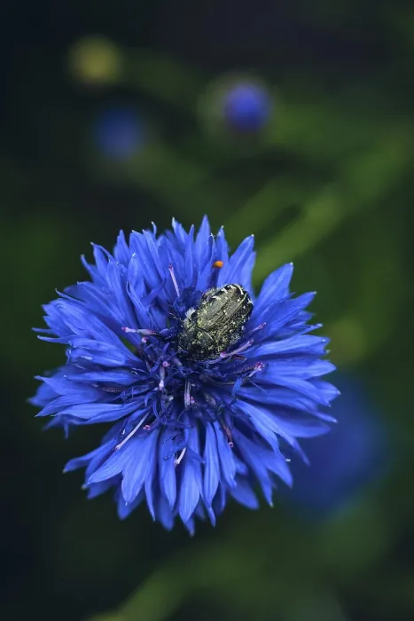 Gerahmter Druck : Käfer in einer Kornblume. Gerahmter Druck : Käfer in einer Kornblume.
