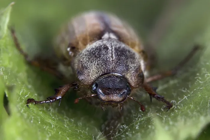 Gerahmter Druck : Käfer im Wilden. Gerahmter Druck : Käfer im Wilden.