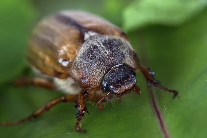 Gerahmter Druck : Käfer im Wilden auf einer Blatt. Gerahmter Druck : Käfer im Wilden auf einer Blatt.