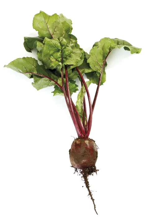 Gerahmter Druck : Beetroot Gerahmter Druck : Beetroot