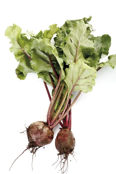 Gerahmter Druck : Beetroot Gerahmter Druck : Beetroot