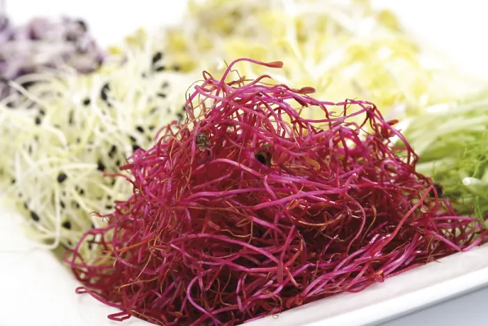 Gerahmter Druck : Rote-Bete-Sprossen Gerahmter Druck : Rote-Bete-Sprossen