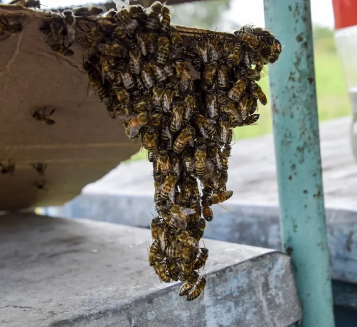 Gerahmter Druck : Honeybees im Beginn des Schwarmens Gerahmter Druck : Honeybees im Beginn des Schwarmens