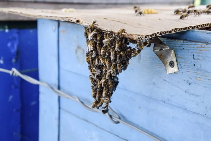 Gerahmter Druck : Der Beginn der Schwärmen von Bienen Gerahmter Druck : Der Beginn der Schwärmen von Bienen