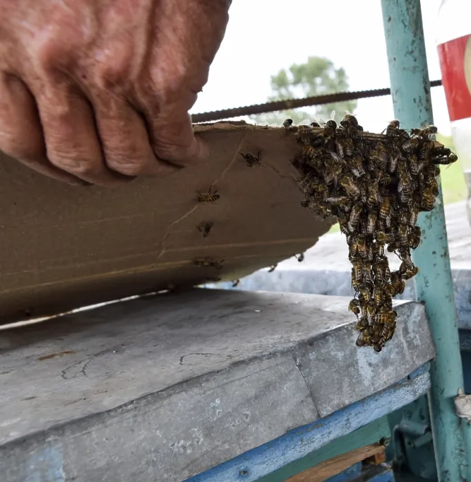 Gerahmter Druck : Der Anfang der Bienenschwärme. Gerahmter Druck : Der Anfang der Bienenschwärme.