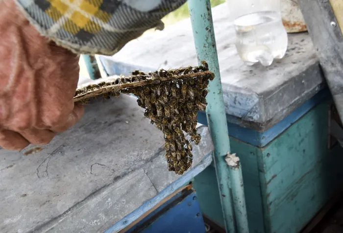 Gerahmter Druck : Der Anfang der Aufflockung der Bienen. Gerahmter Druck : Der Anfang der Aufflockung der Bienen.