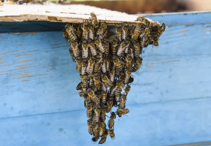 Gerahmter Druck : Der Beginn der Bienenschwärme. Gerahmter Druck : Der Beginn der Bienenschwärme.
