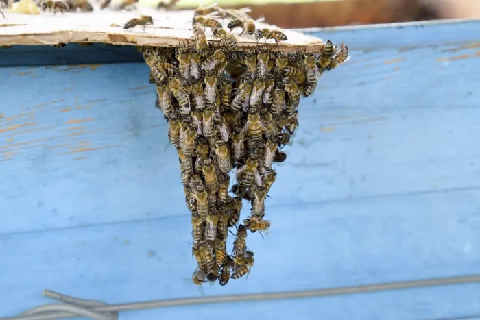 Gerahmter Druck : Der Anfang der Bienenschwärme. Gerahmter Druck : Der Anfang der Bienenschwärme.