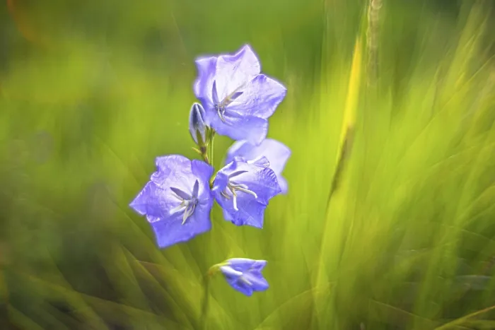 Gerahmter Druck : Bellflower Gerahmter Druck : Bellflower