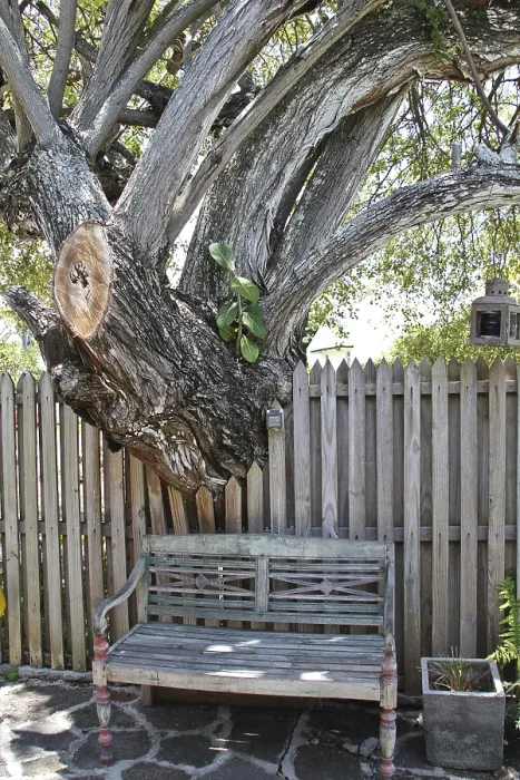 Gerahmter Druck : Ein Bank unter einem alten Baum. Gerahmter Druck : Ein Bank unter einem alten Baum.