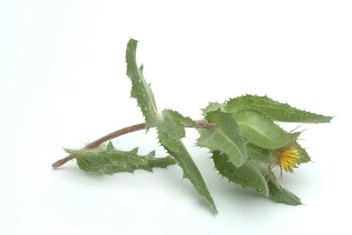 Gerahmter Druck : Benediktenkraut (Cnicus benedictus)- Kraut Gerahmter Druck : Benediktenkraut (Cnicus benedictus)- Kraut