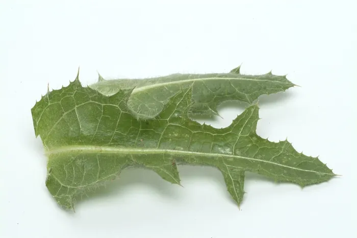 Gerahmter Druck : Benediktenkraut (Cnicus benedictus)- Kraut. Gerahmter Druck : Benediktenkraut (Cnicus benedictus)- Kraut.