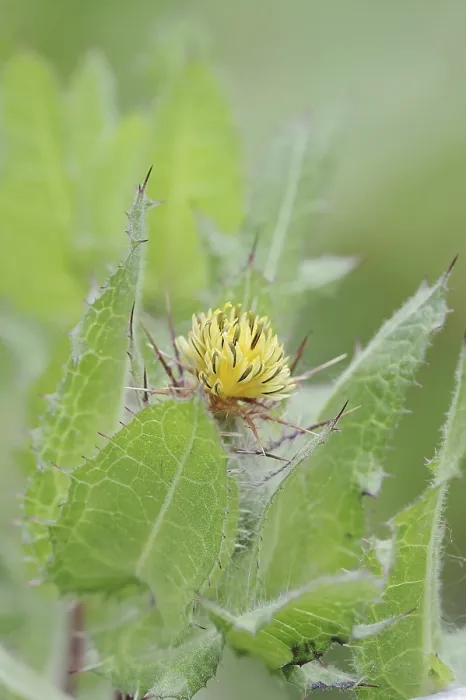 Gerahmter Druck : Benediktskraut (Centaurea benedicta) Gerahmter Druck : Benediktskraut (Centaurea benedicta)