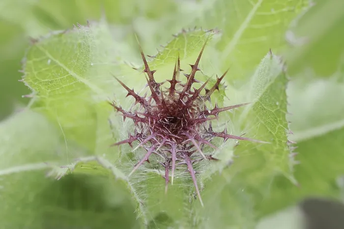 Gerahmter Druck : Benediktskraut (Centaurea benedicta) Gerahmter Druck : Benediktskraut (Centaurea benedicta)
