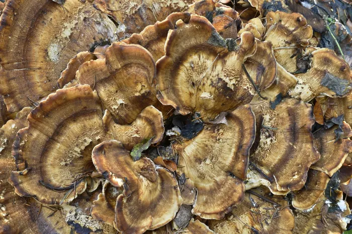 Gerahmter Druck : Benzoin-Brett (Ischnoderma benzoinum) Gerahmter Druck : Benzoin-Brett (Ischnoderma benzoinum)